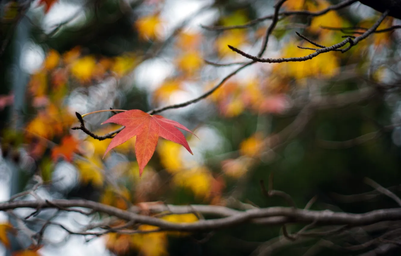 Photo wallpaper autumn, leaves, macro, branches
