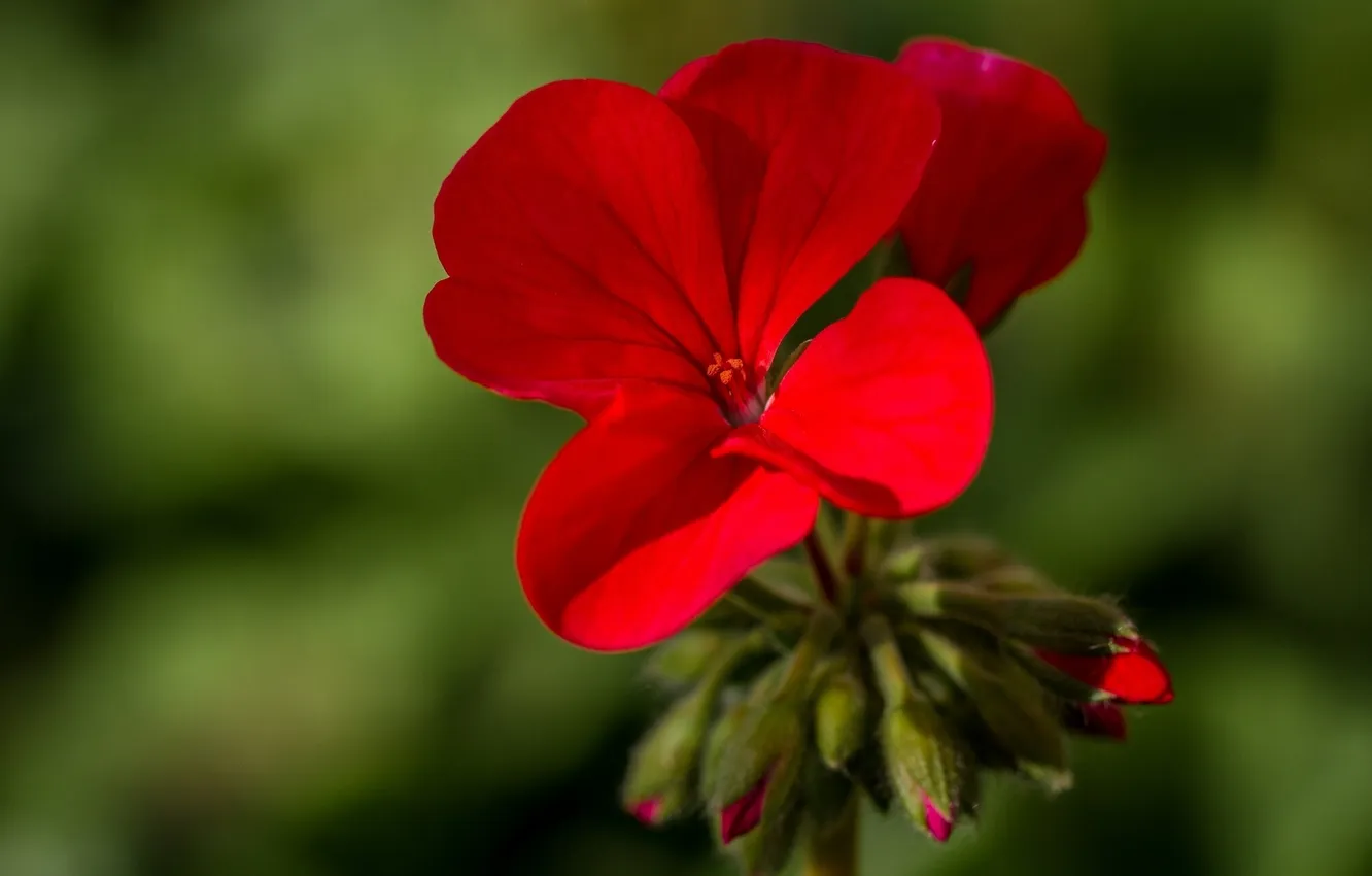 Photo wallpaper macro, buds, geranium, pelargonium