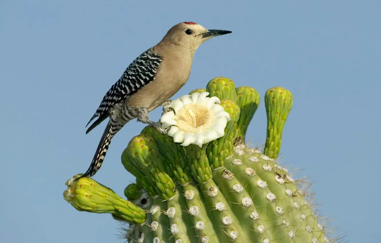 Photo wallpaper flower, nature, bird, cactus