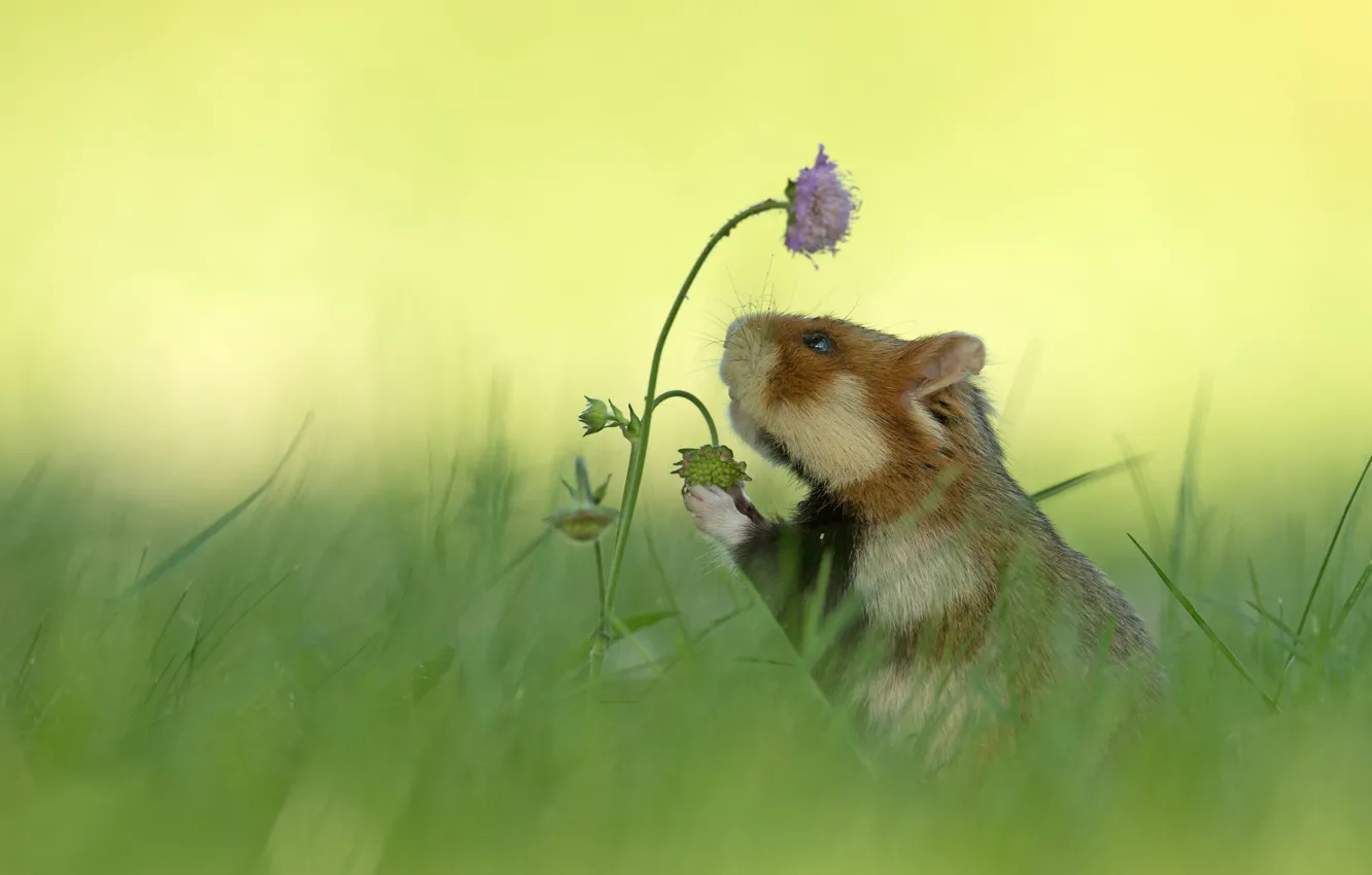 Photo wallpaper flower, grass, background, hamster, blur, rodent