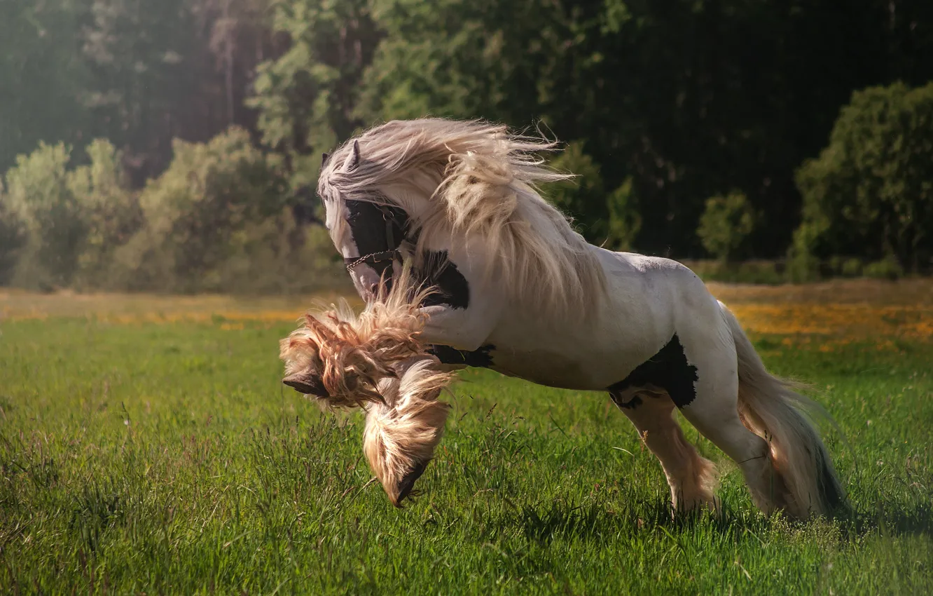 Photo wallpaper horse, meadow, mane, sports