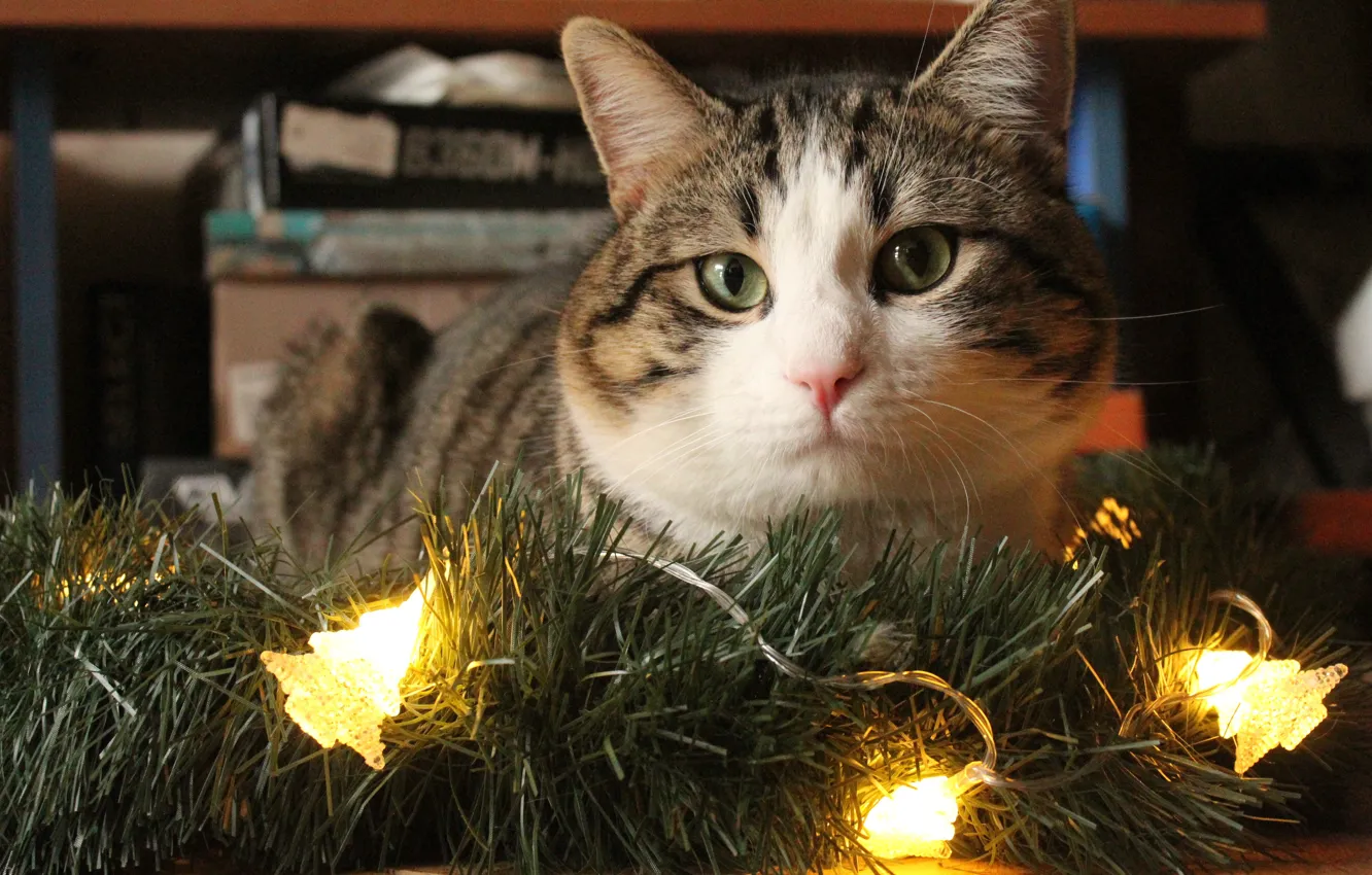 Photo wallpaper cat, cat, holiday, Christmas, New year, garland