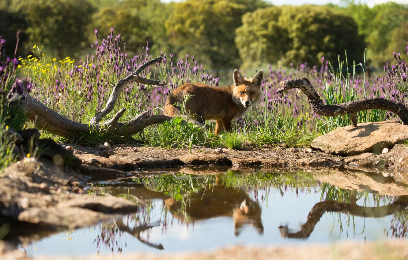 Photo wallpaper pose, flowers, look, reflection, Fox, red, nature, shore