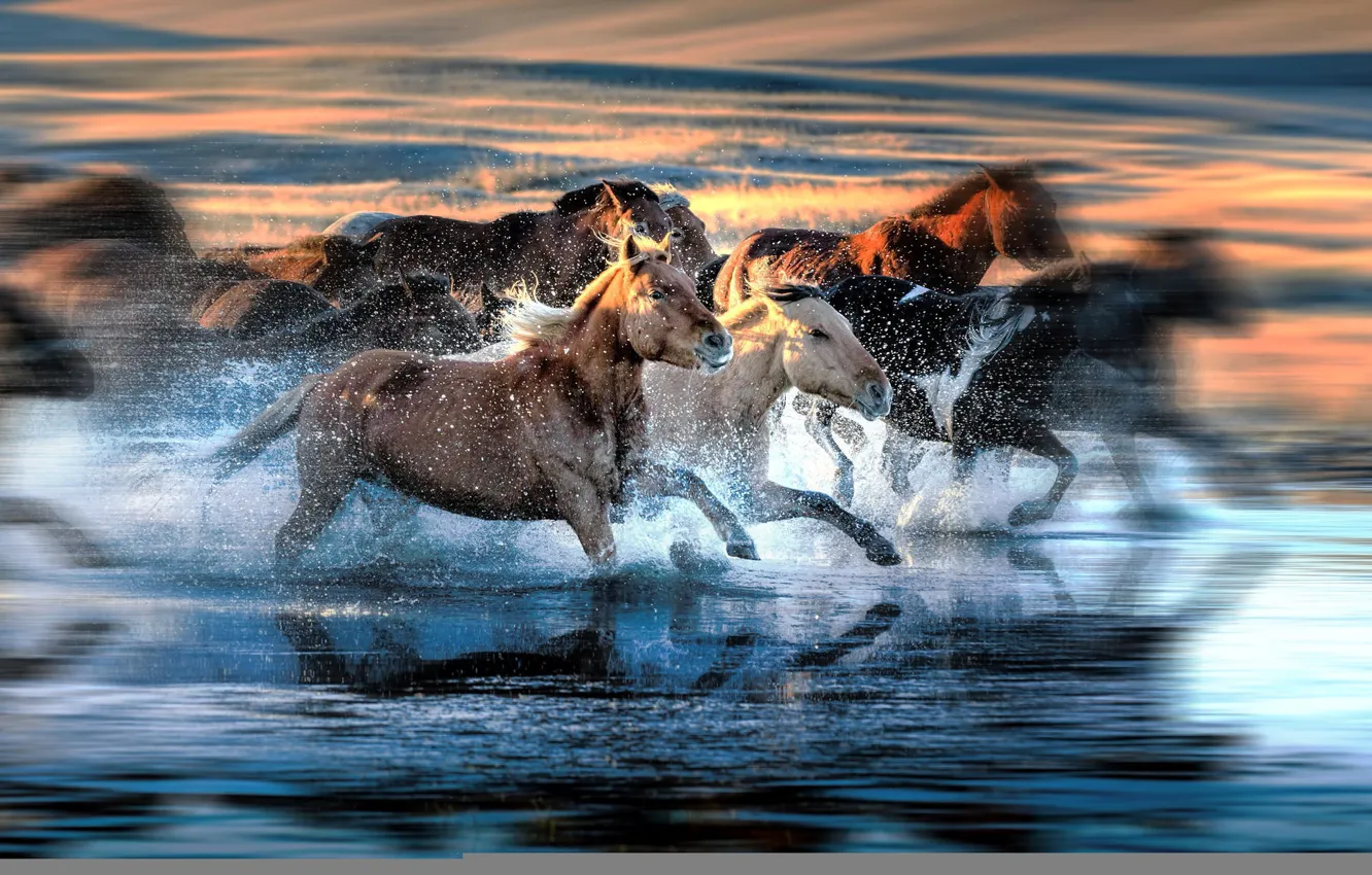 Photo wallpaper squirt, blur, horse, running, the herd
