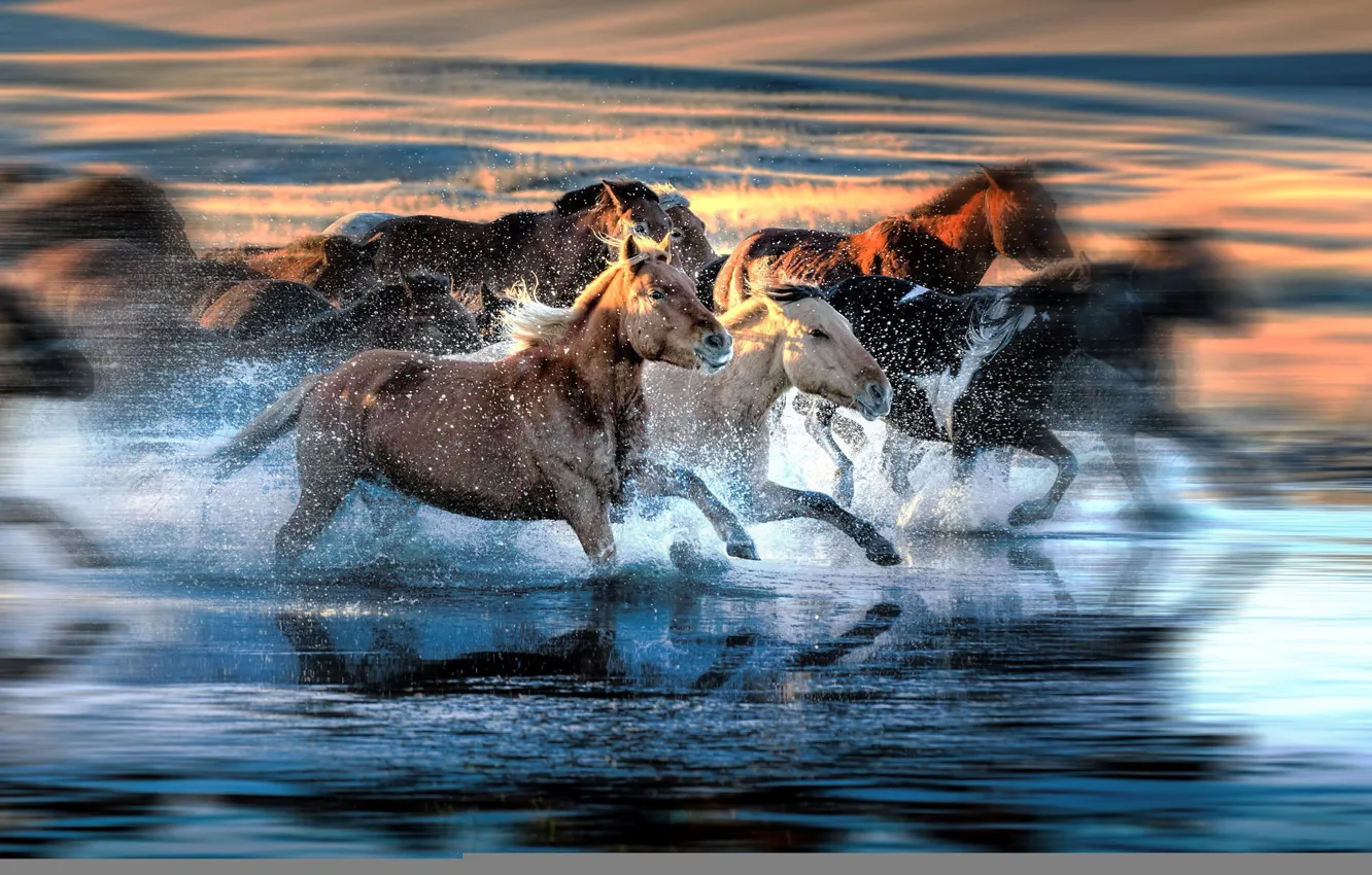 Photo wallpaper squirt, horse, blur, running, the herd