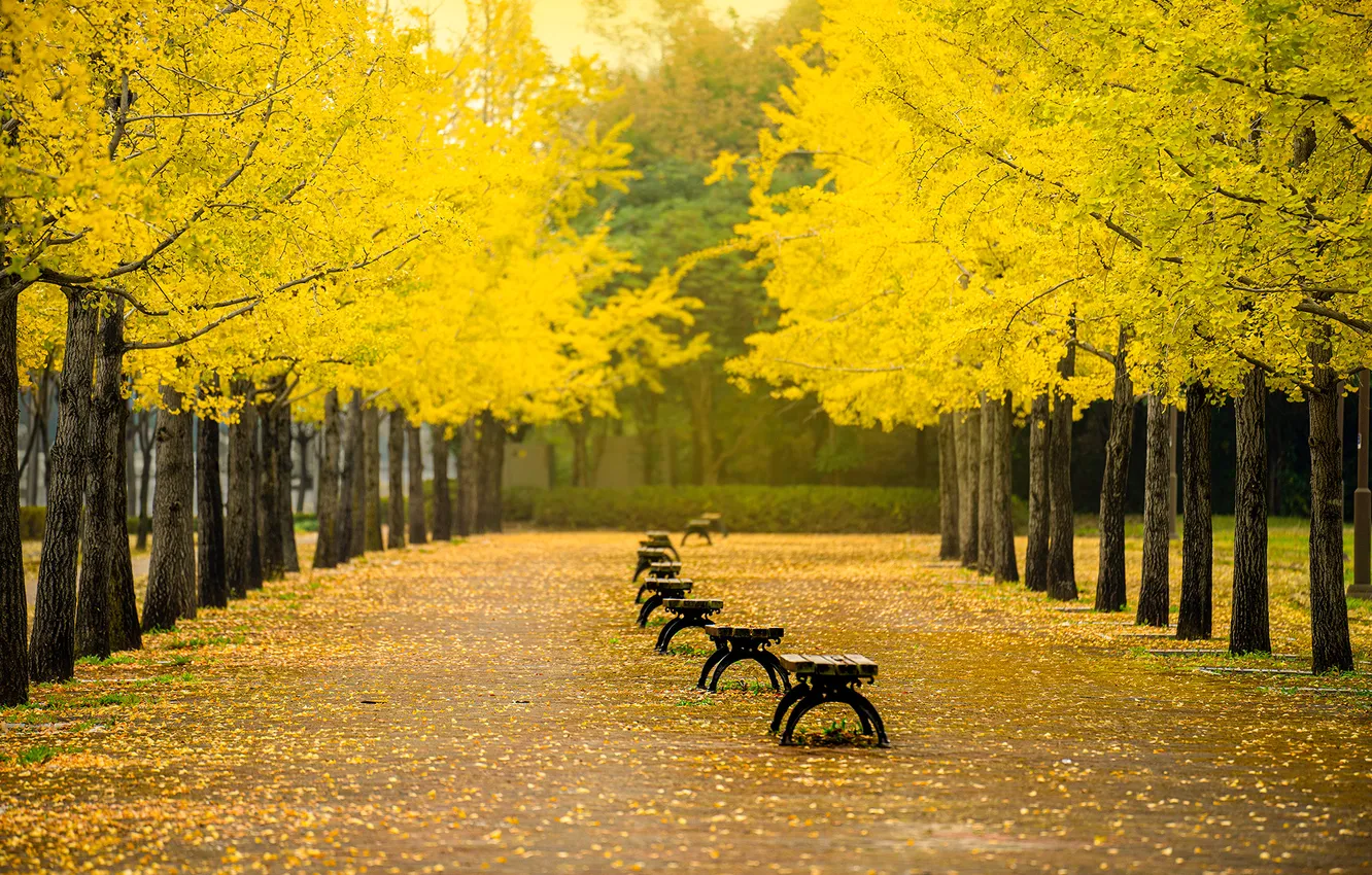 Photo wallpaper autumn, bench, nature, Park, alley, gingko