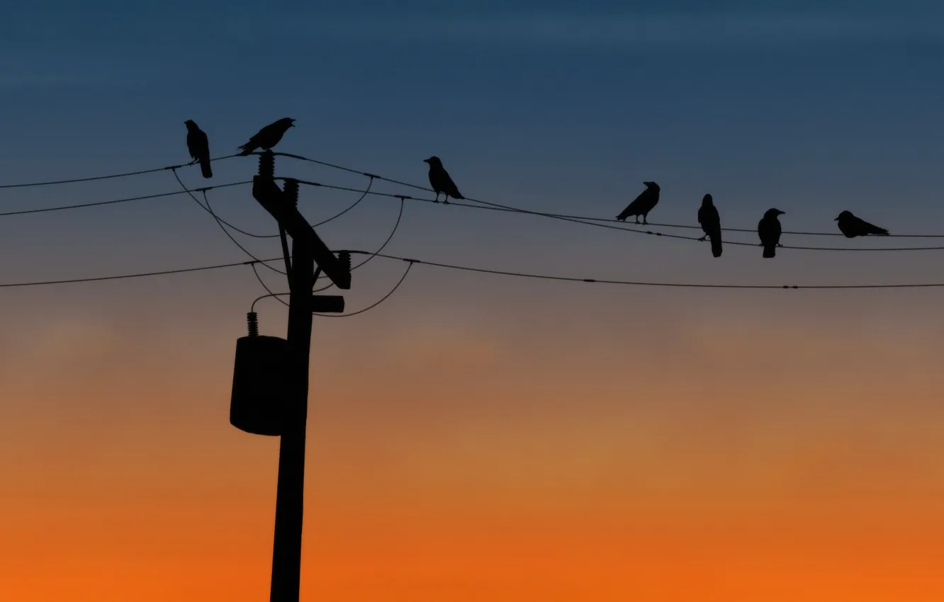 Photo wallpaper birds, wire, post