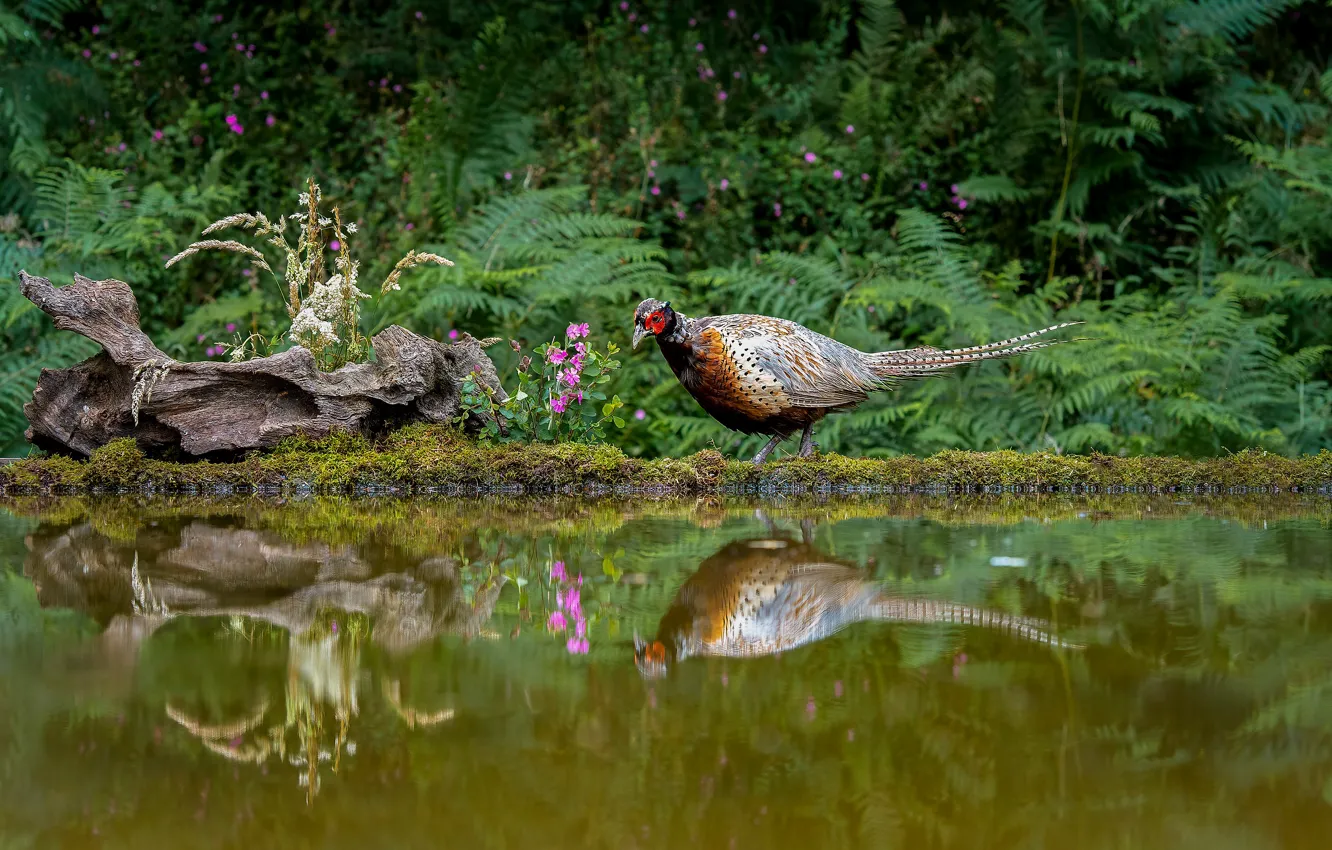 Photo wallpaper flowers, reflection, bird, snag, pond, pheasant