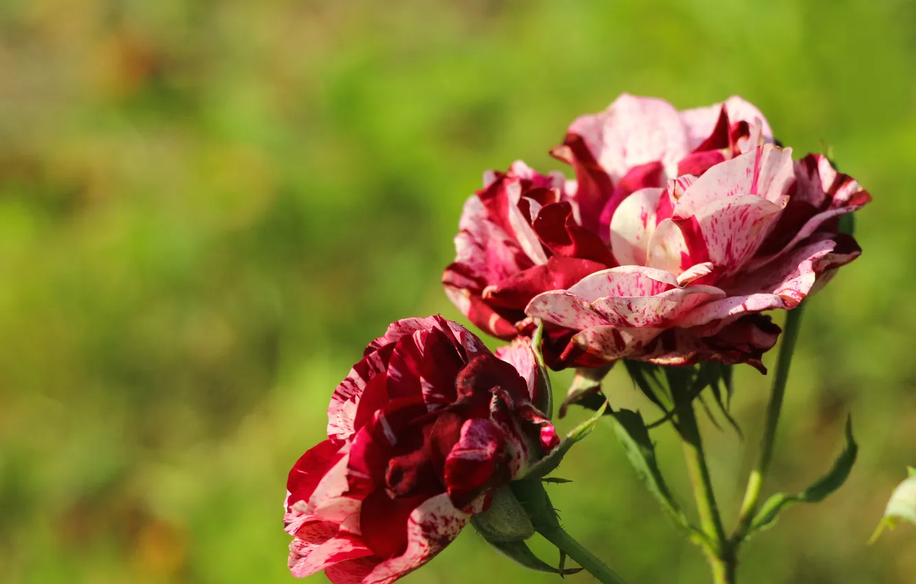 Photo wallpaper red, pink, roses, blooming