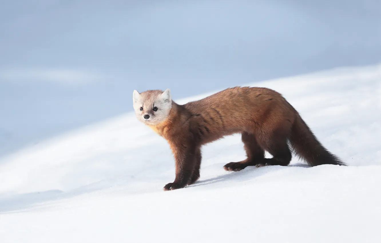 Photo wallpaper snow, fur, sable