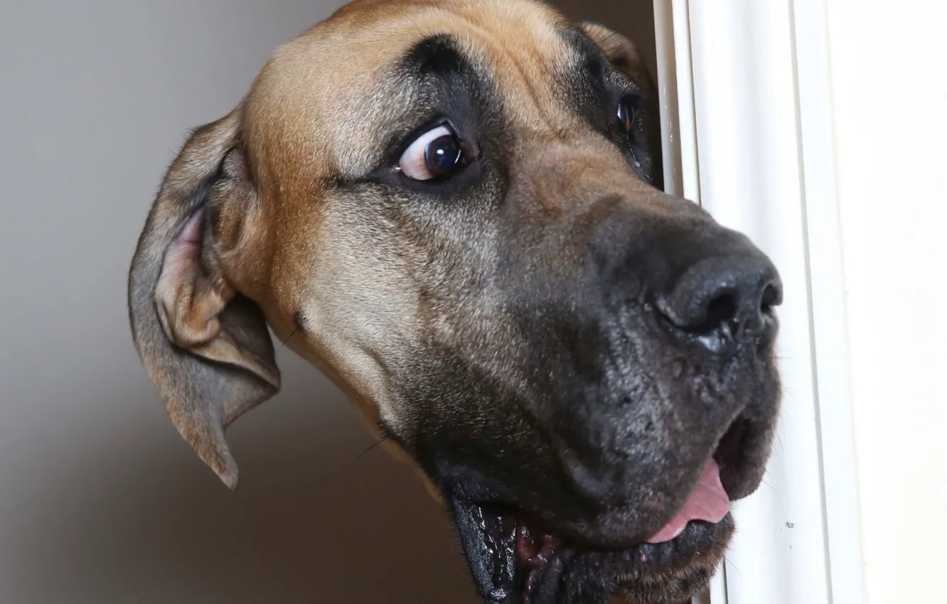 Photo wallpaper eyes, face, dog, the door, dog, great Dane