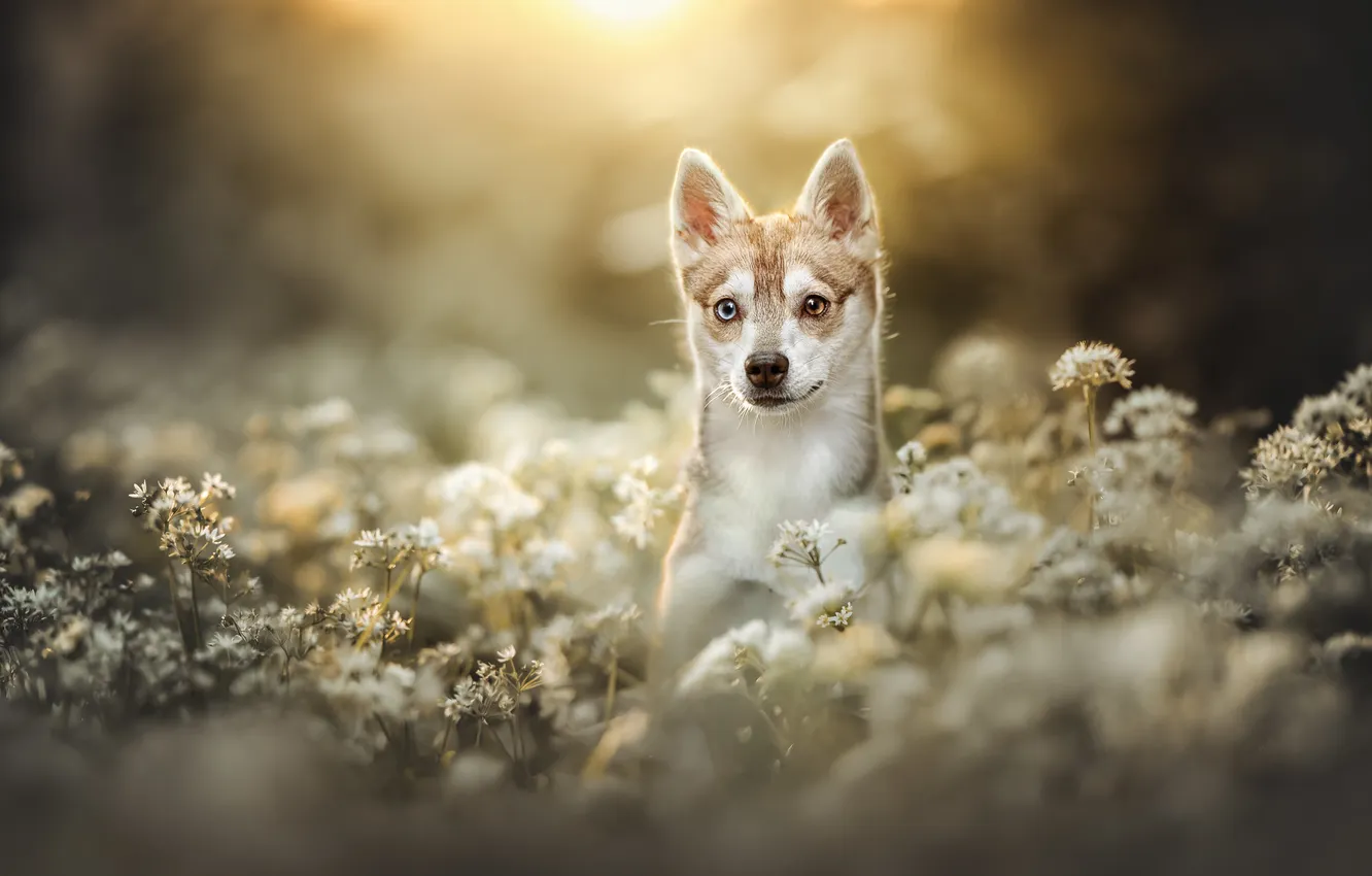 Photo wallpaper summer, each, dog