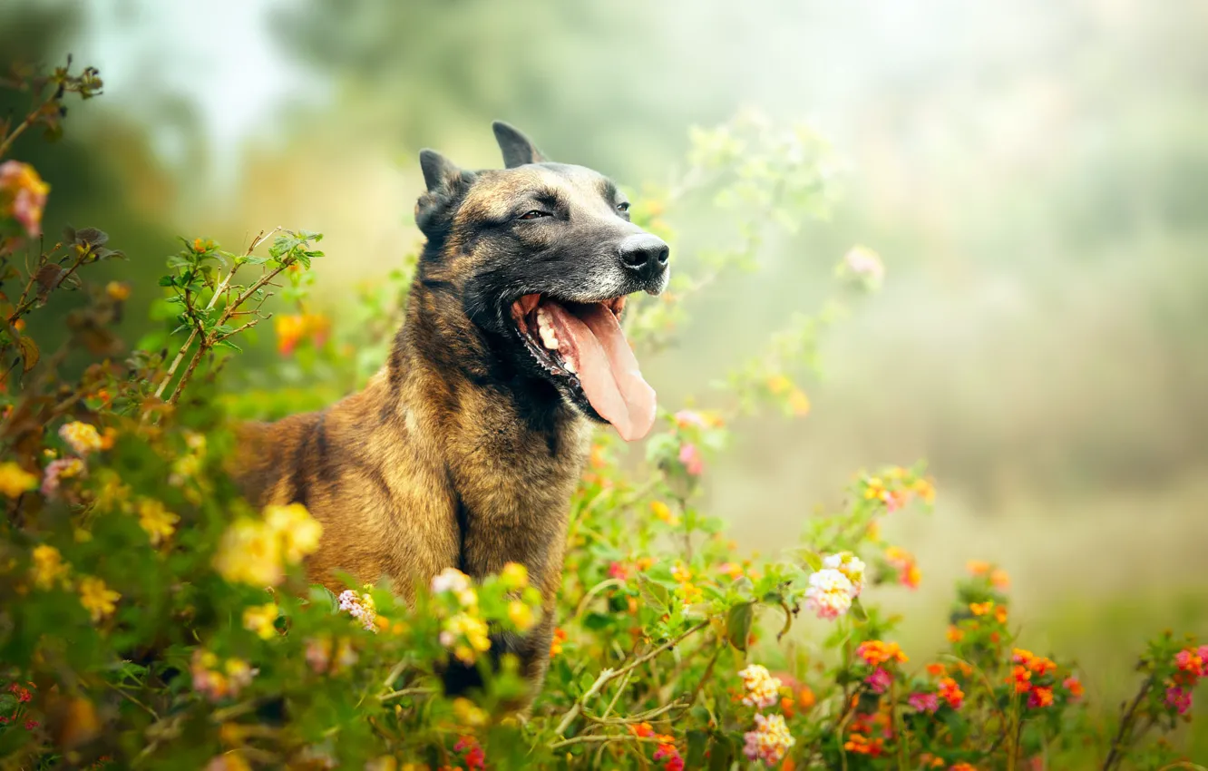 Photo wallpaper language, summer, look, flowers, nature, pose, portrait, dog