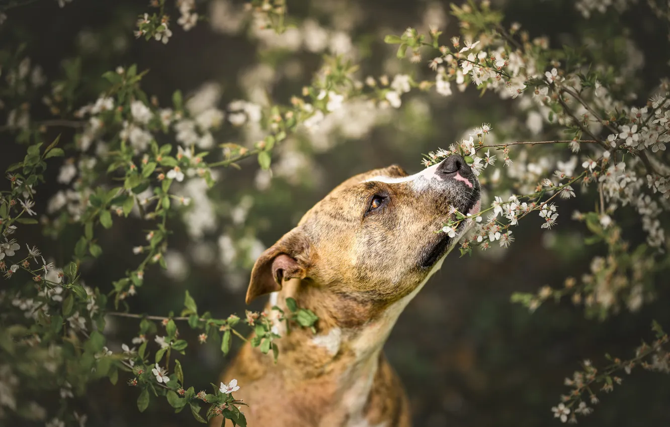 Photo wallpaper look, nature, pose, portrait, dog, face