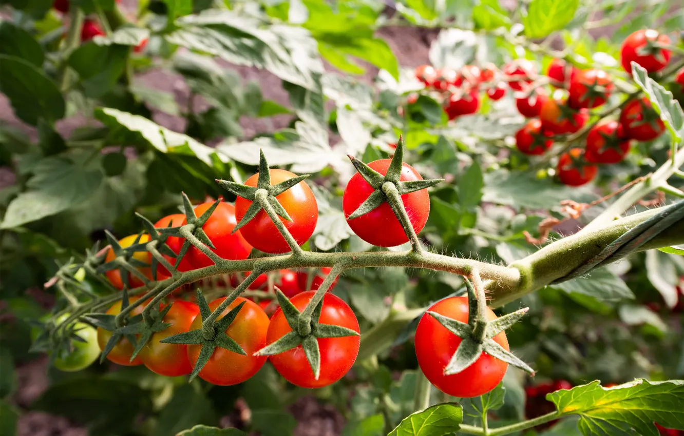 Photo wallpaper leaves, branches, red, fruit, the beds, tomatoes, tomatoes, the garden