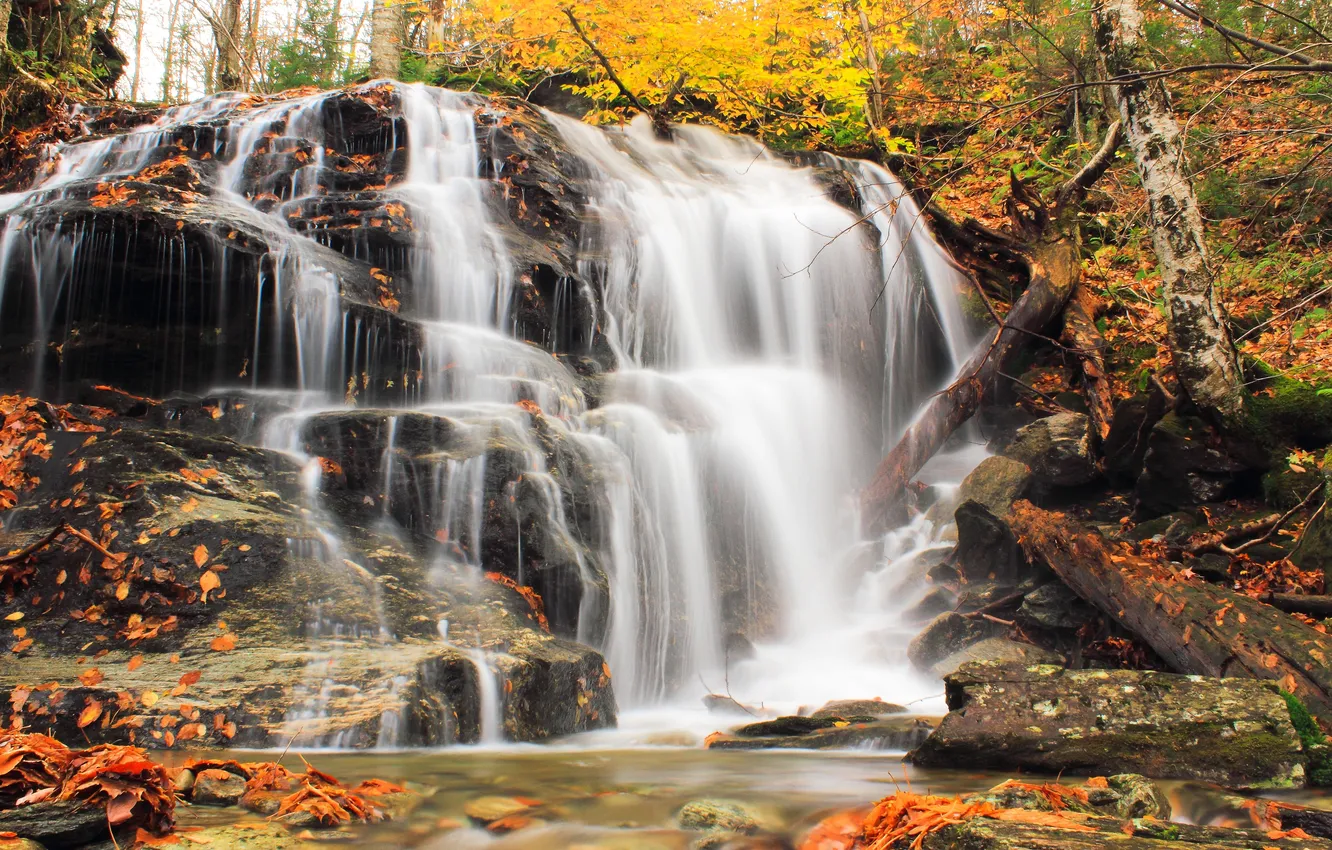 Photo wallpaper autumn, forest, trees, branches, nature, stones, rocks, shore