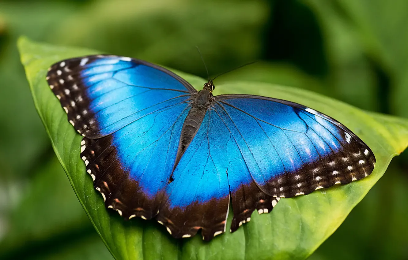 Photo wallpaper sheet, butterfly, blue, morpho, mrpho