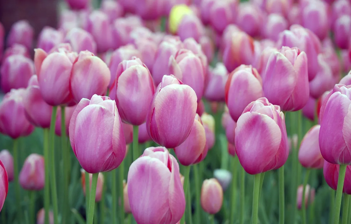 Photo wallpaper purple, tulips, buds