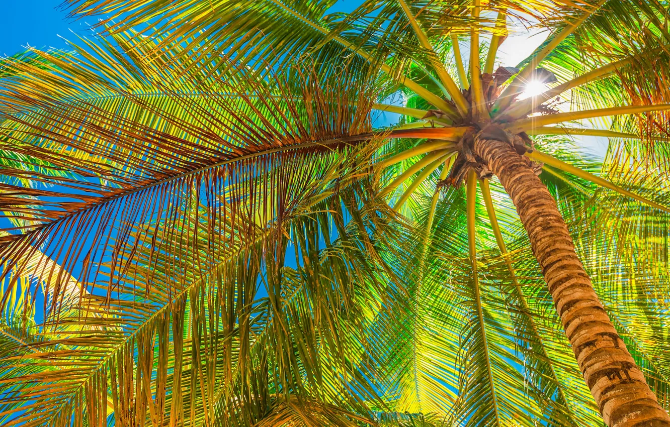 Photo wallpaper leaves, branches, palm trees, shore