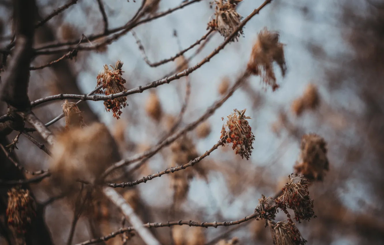 Photo wallpaper spring, flowering, Helios, Southern Bug