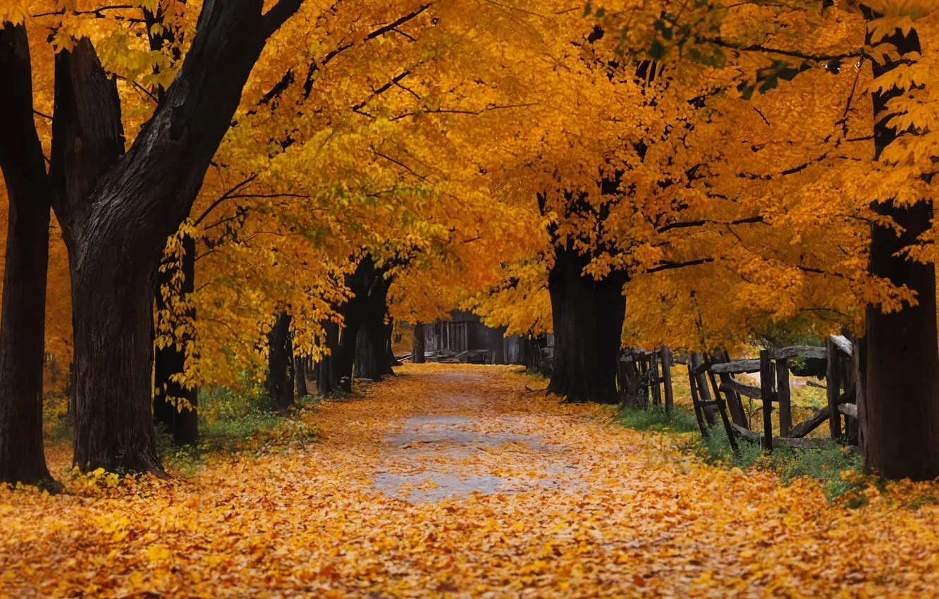 Photo wallpaper autumn, trees, track, yellow leaves