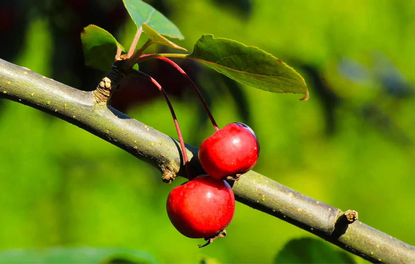 Photo wallpaper red, fruits, twig