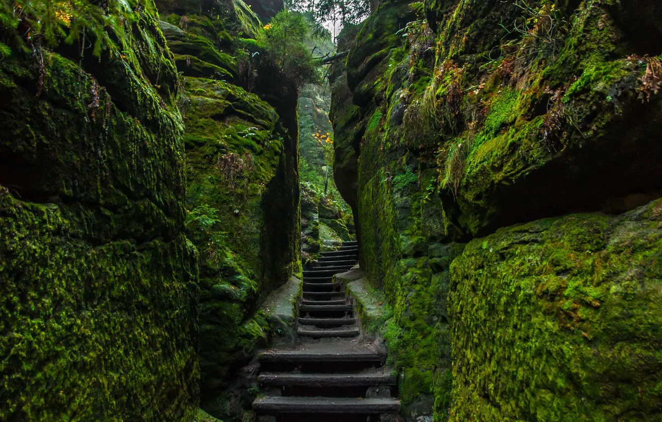 Photo wallpaper stones, moss, Germany, stage, National Park Saxon Switzerland