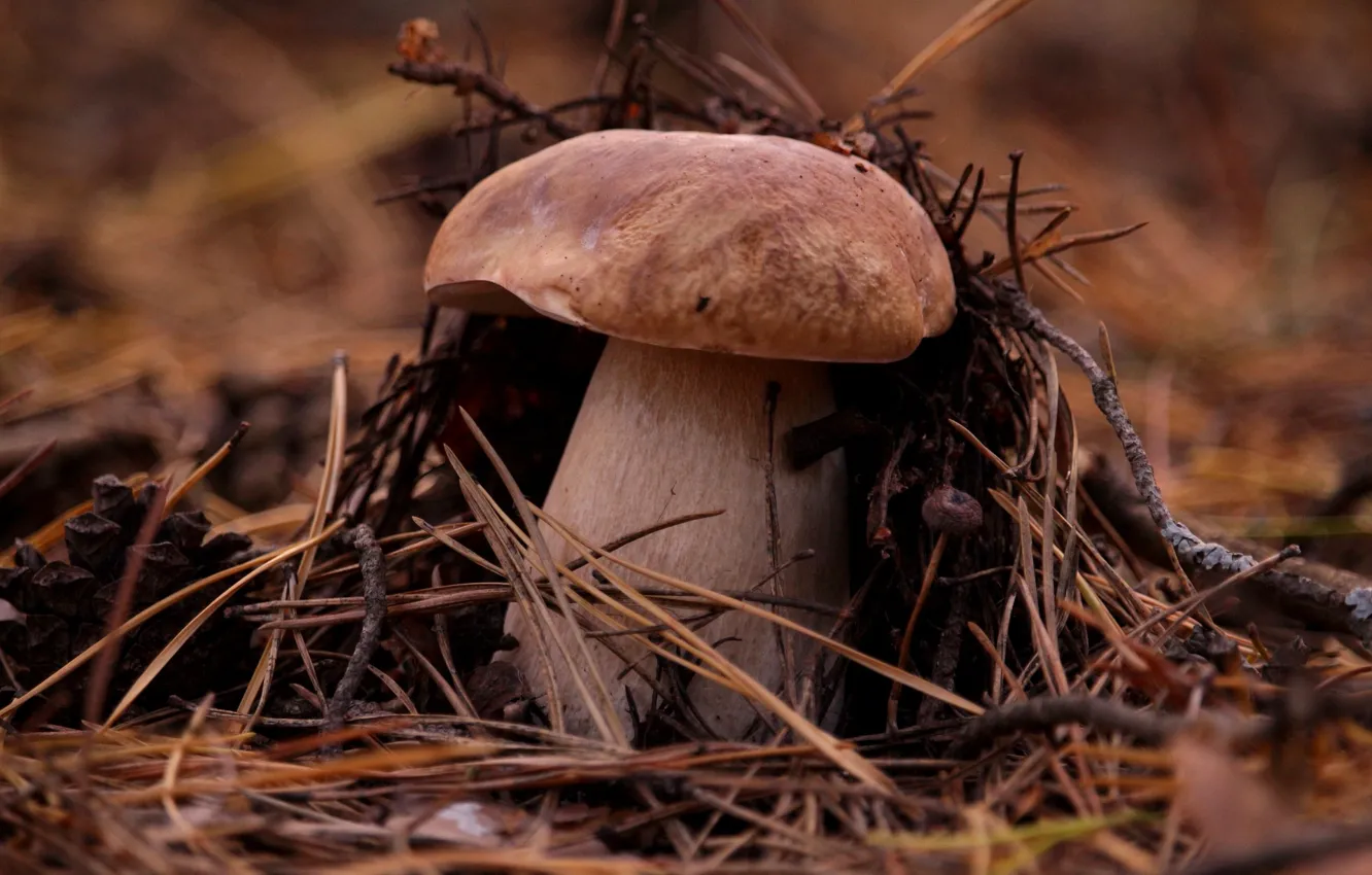 Photo wallpaper forest, leaves, nature, mushrooms