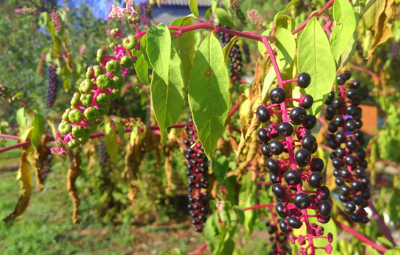 Photo wallpaper berries, black, the bushes