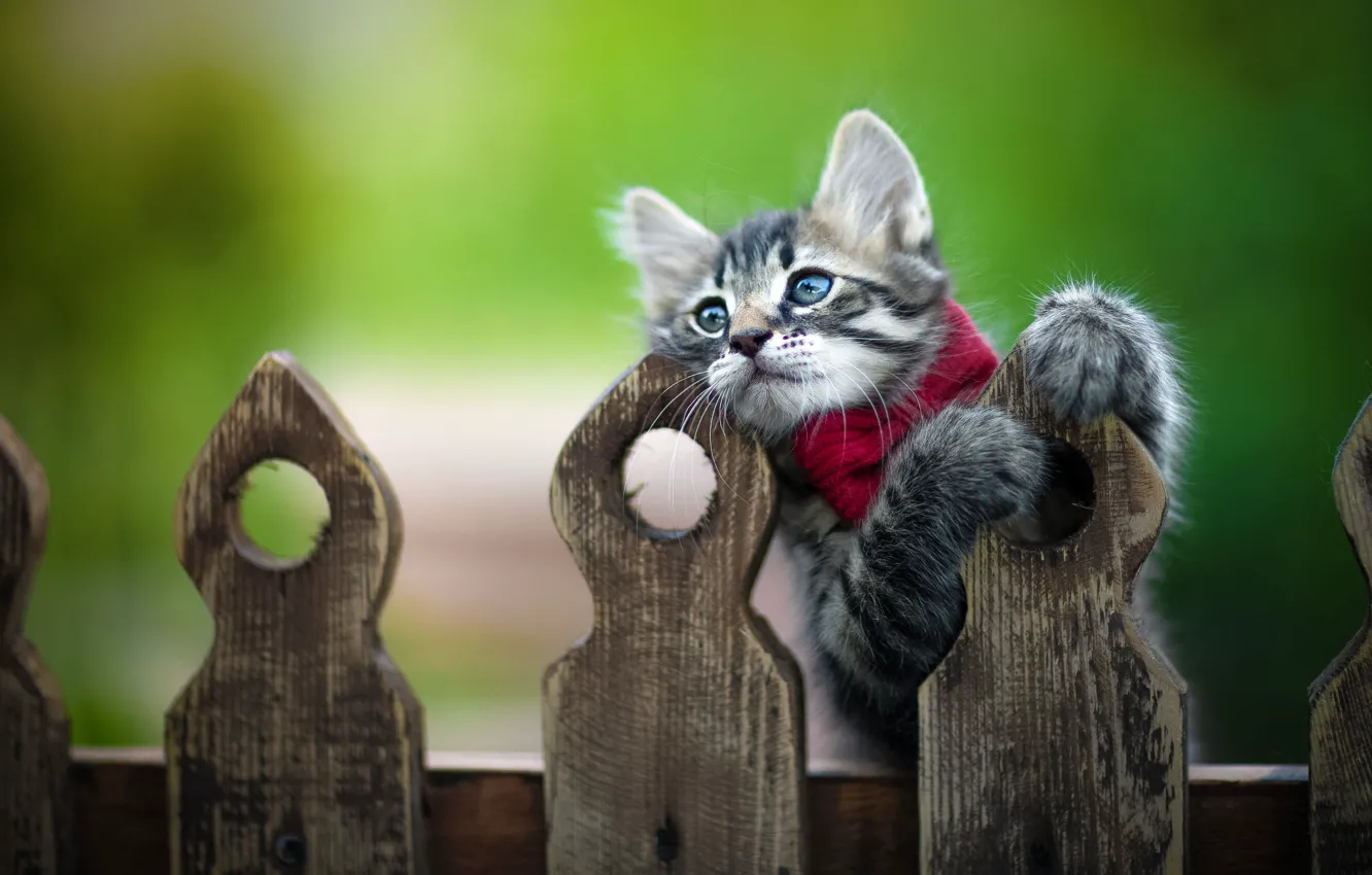 Photo wallpaper pose, animal, the fence, cub, kitty, bow, Yuriy Korotun