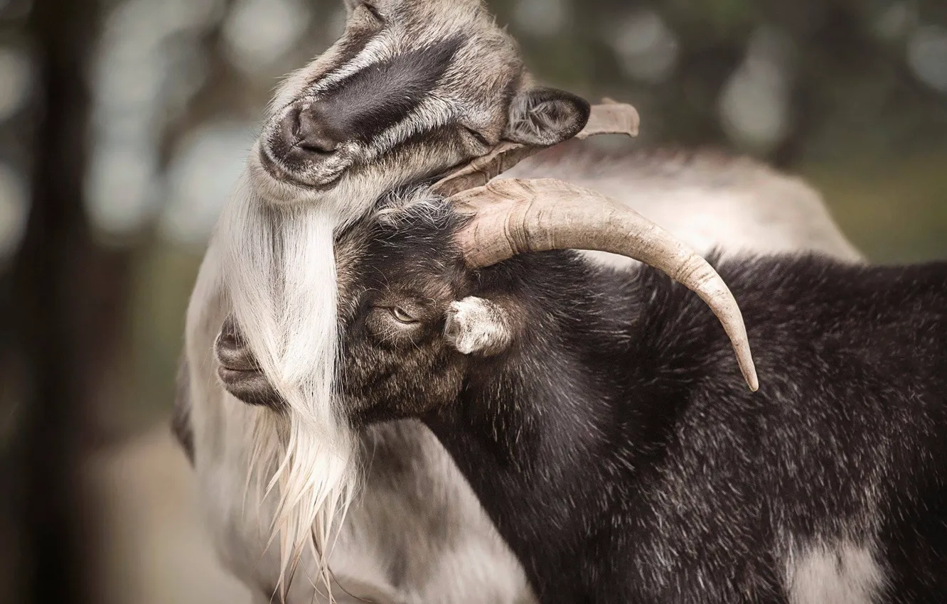 Photo wallpaper goat, goat, goat love
