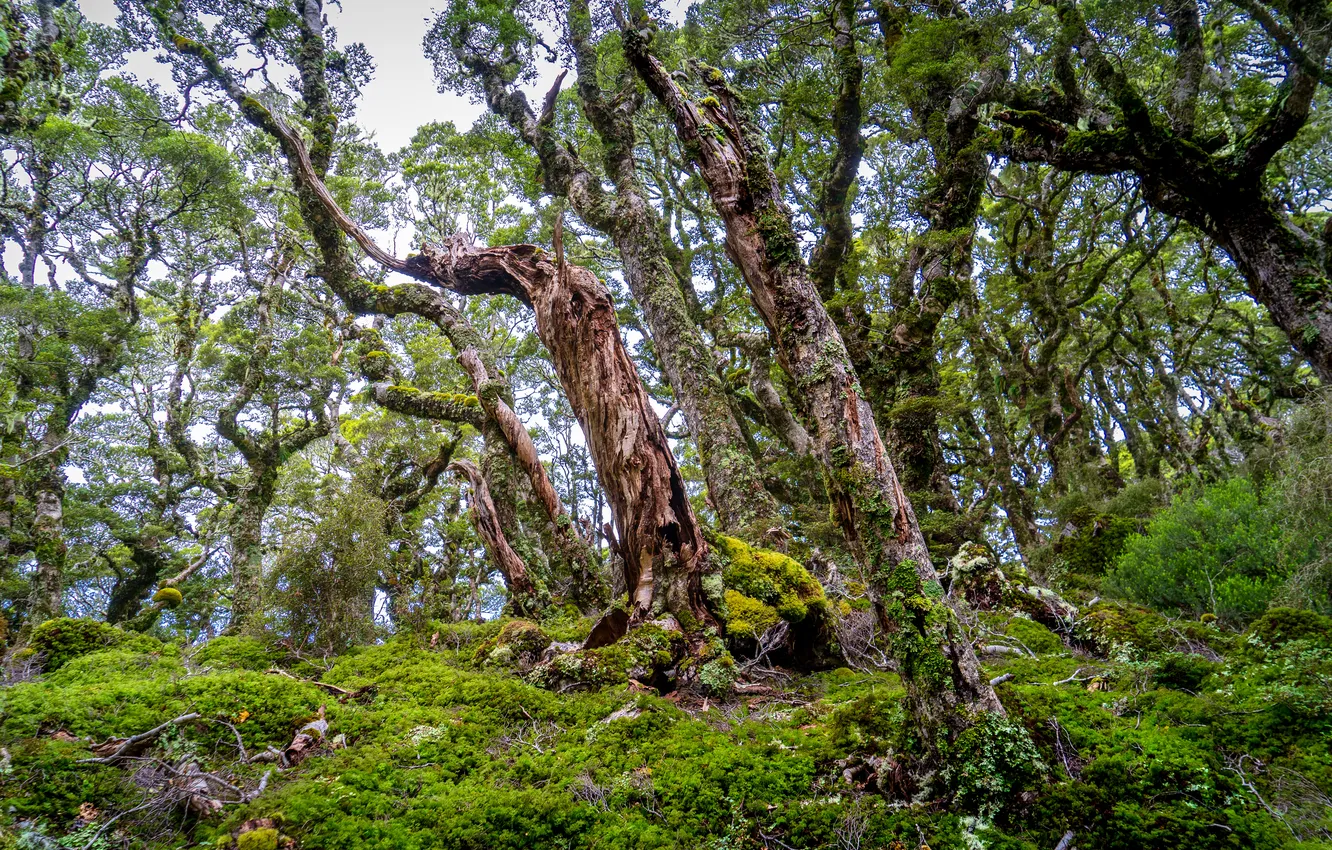 Photo wallpaper forest, trees, moss
