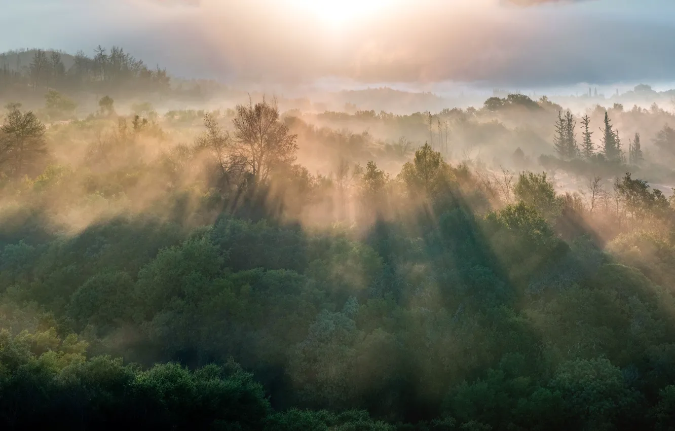 Photo wallpaper forest, the sun, rays, mountains, fog, dawn, morning, haze