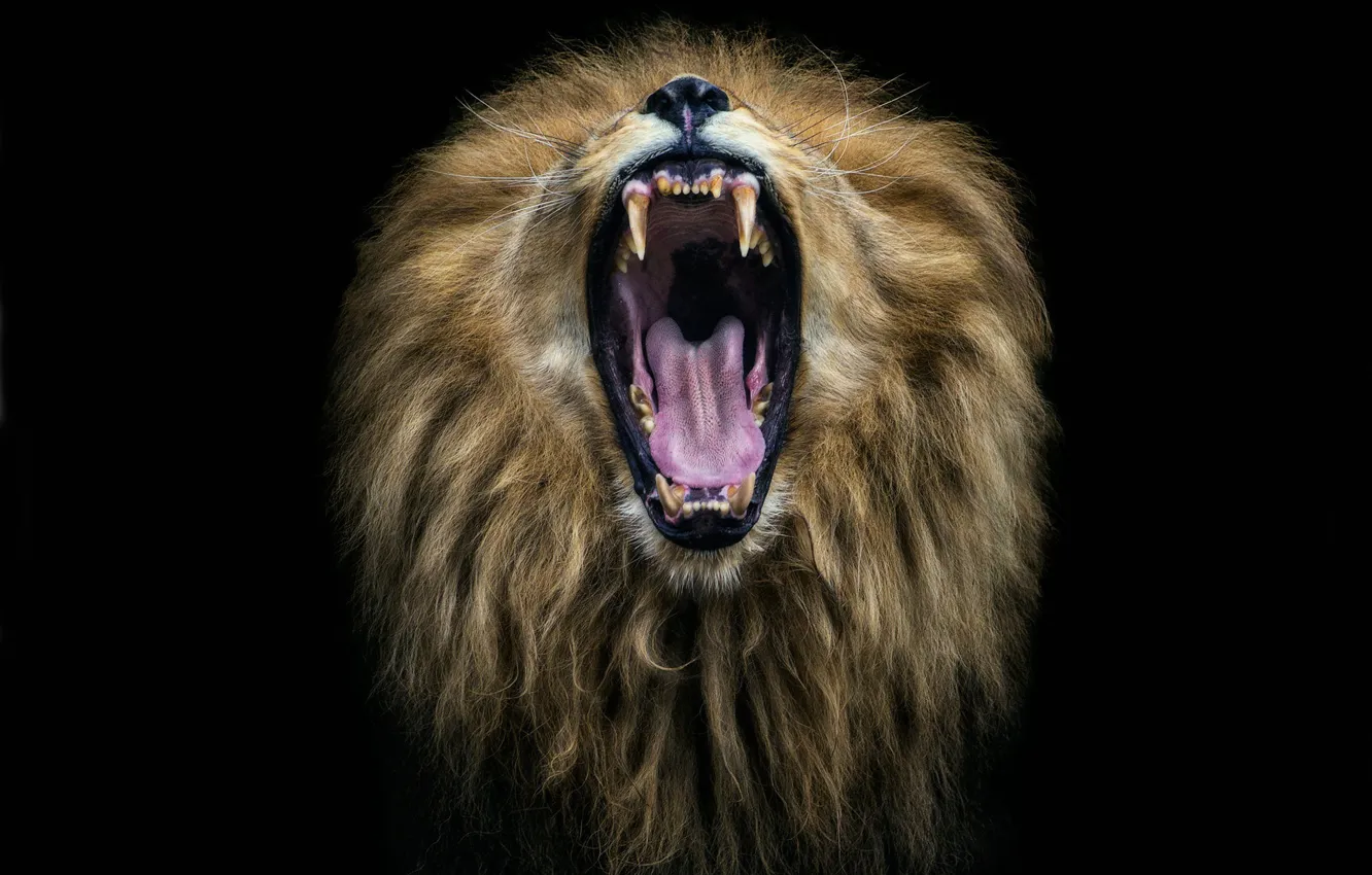 Photo wallpaper language, teeth, Leo, head, mouth, mane, fangs, black background
