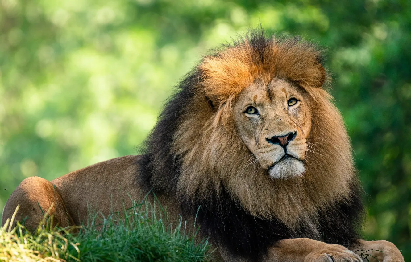 Photo wallpaper look, face, pose, portrait, Leo, lies