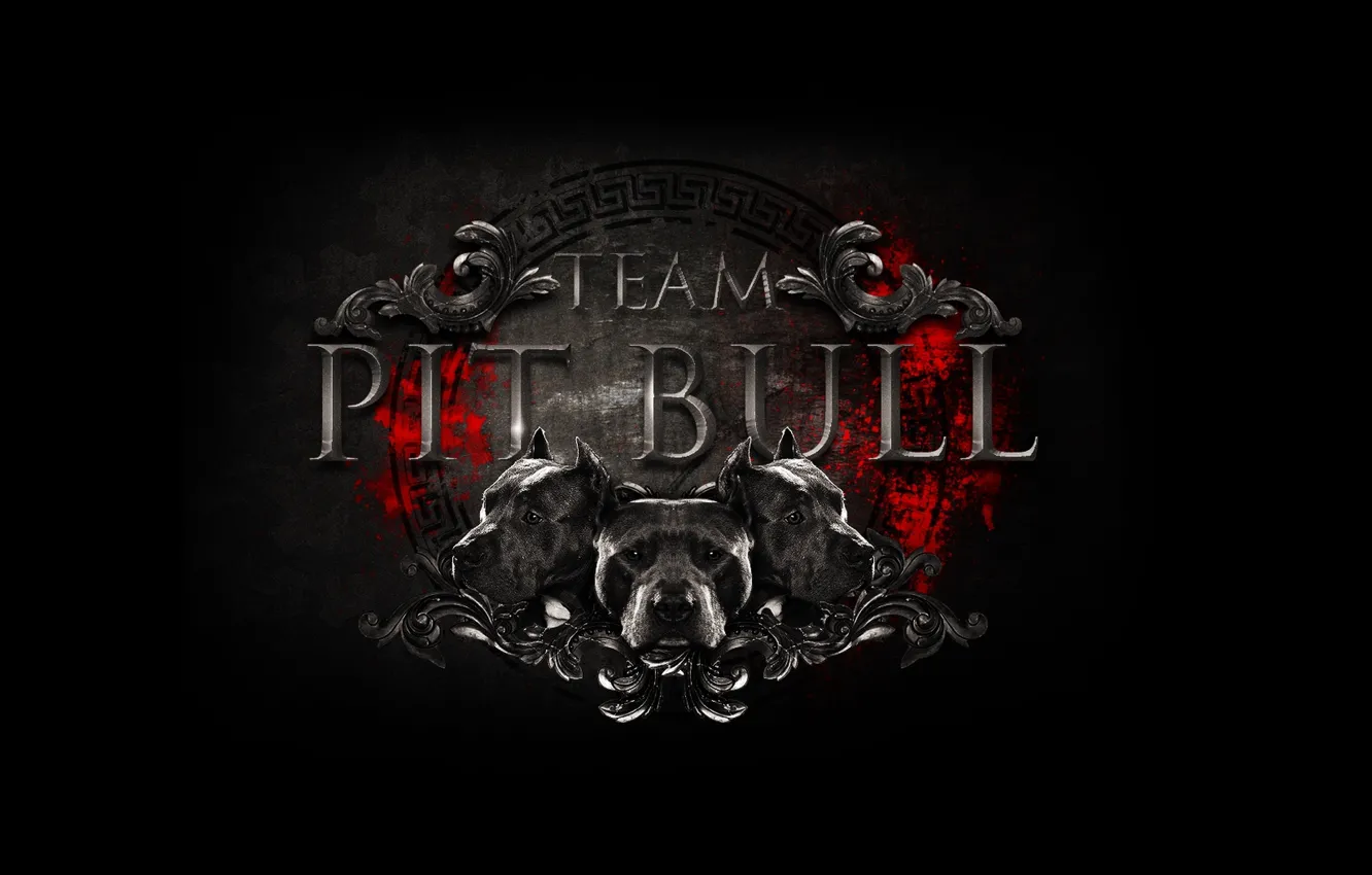 Photo wallpaper logo, logo, team, logo, fight club, pit bull, mma, mixed martial arts