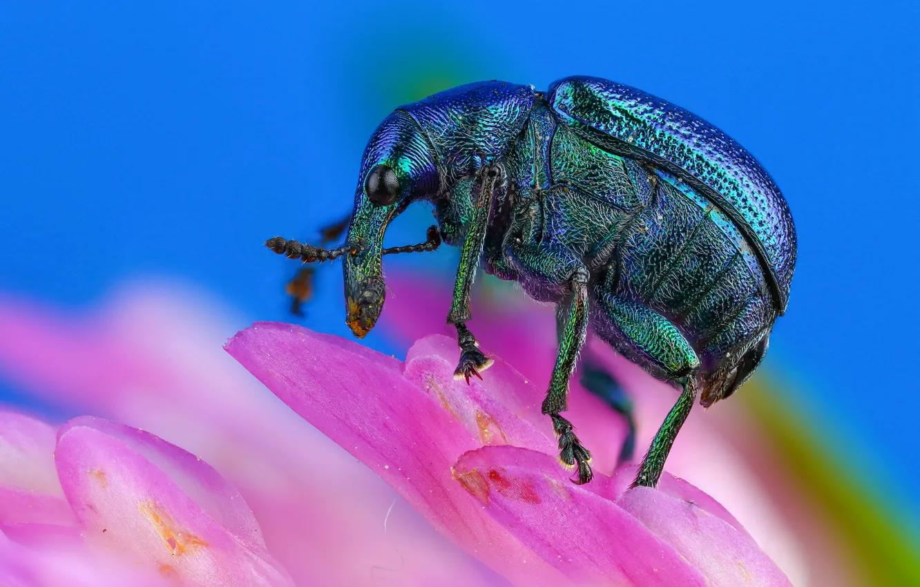 Photo wallpaper flower, macro, blue, background, pink, beetle, petals, insect