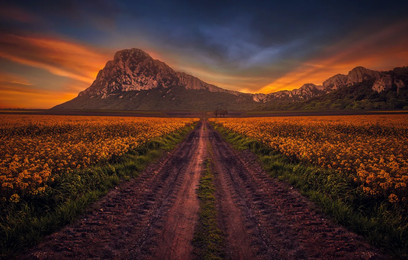 Photo wallpaper road, field, the sky, mountains