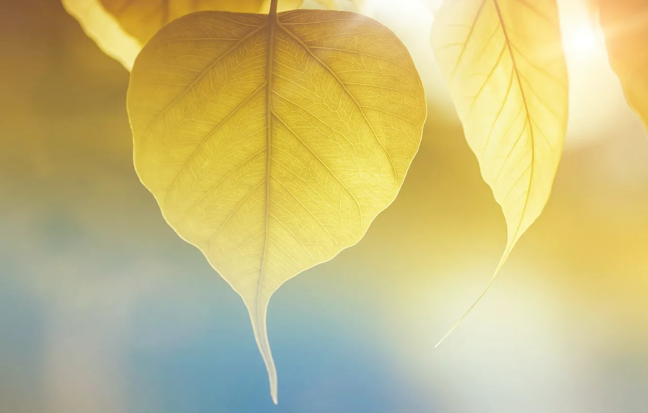 Photo wallpaper autumn, beautiful, yellow leaf