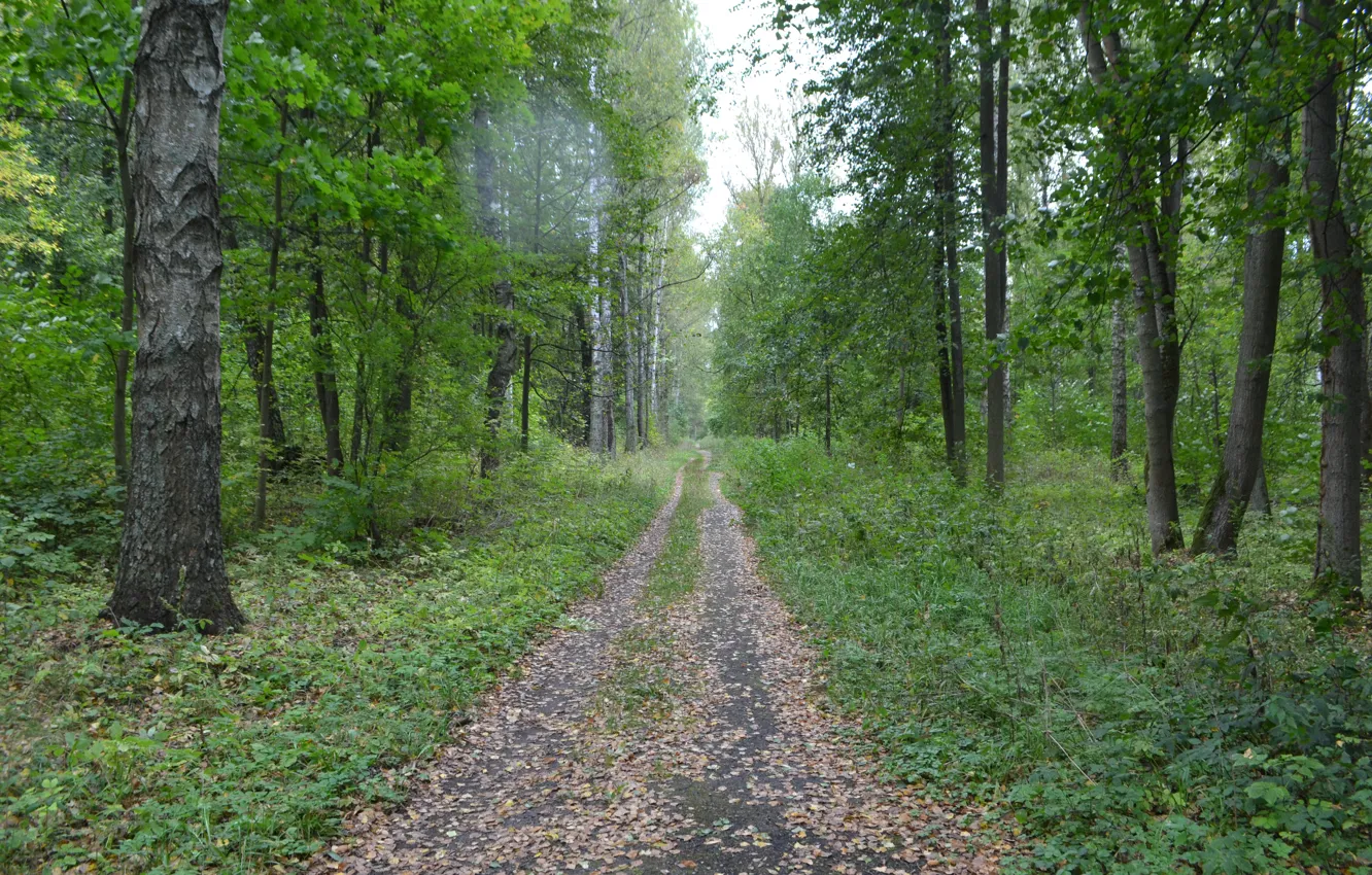 Photo wallpaper forest, grass, nature, overcast