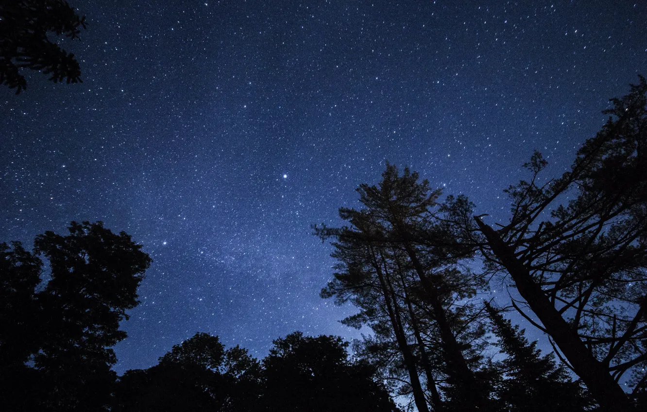 Photo wallpaper forest, the sky, stars, trees, night, nature