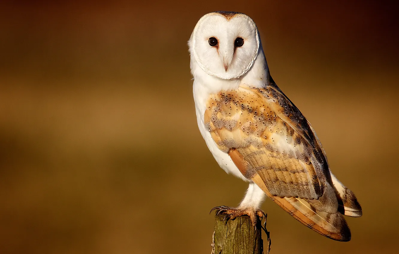 Photo wallpaper owl, bird, the barn owl