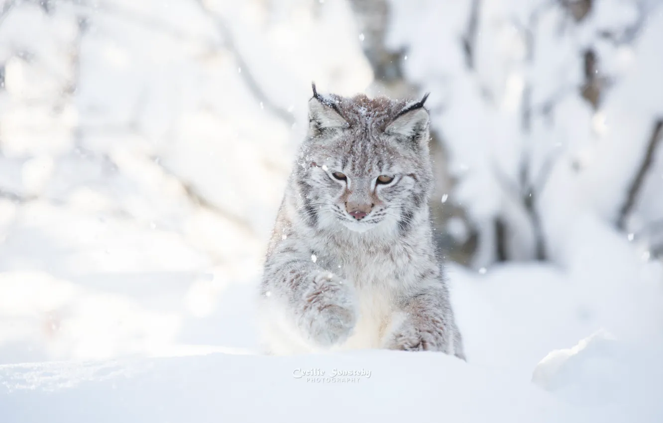 Photo wallpaper winter, cat, snow, snow, day, photographer, white background, lynx