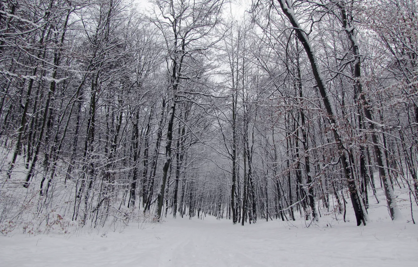 Photo wallpaper winter, forest, snow, trees, trail, frost, forest, trees