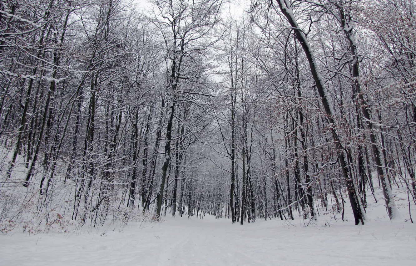 Photo wallpaper Winter, Trees, Snow, Forest, Trail, Frost, Winter, Frost