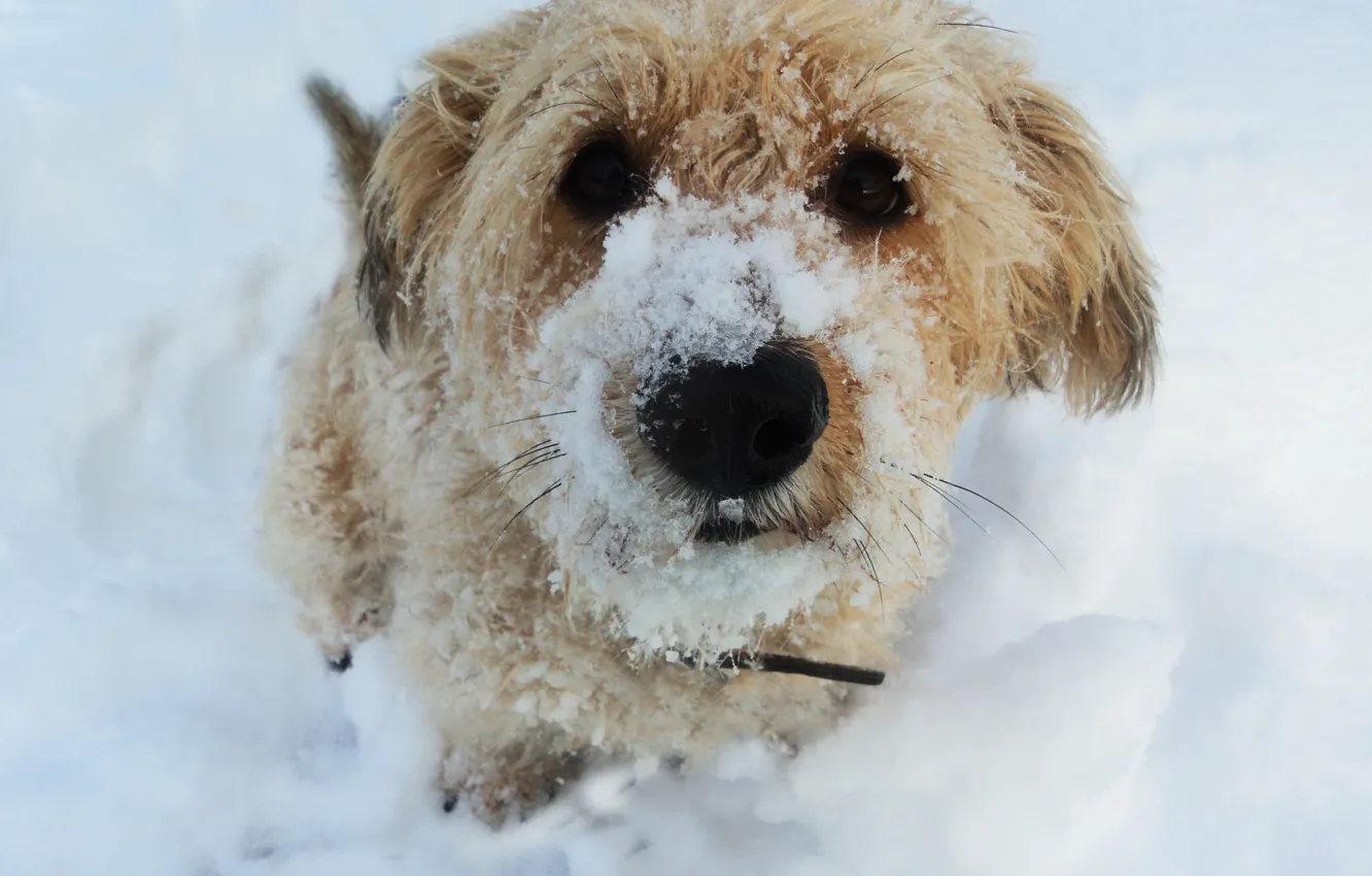 Photo wallpaper snow, dog, KroSh
