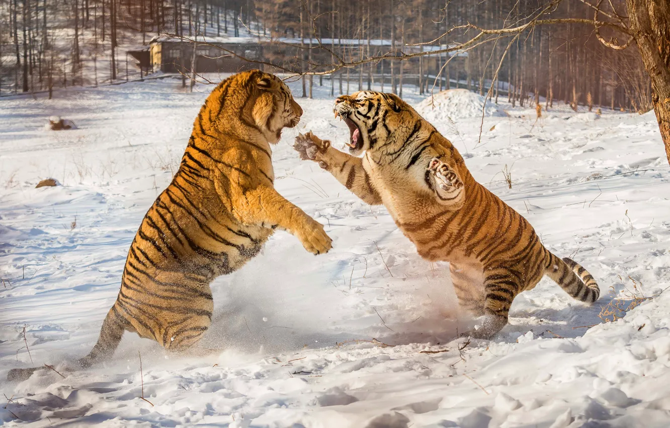 Photo wallpaper winter, snow, nature, tiger, pose, paws, fight, mouth
