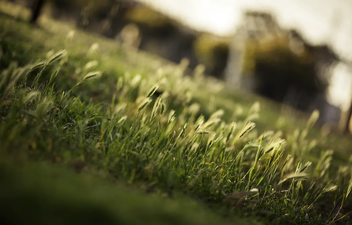 Photo wallpaper grass, macro, nature