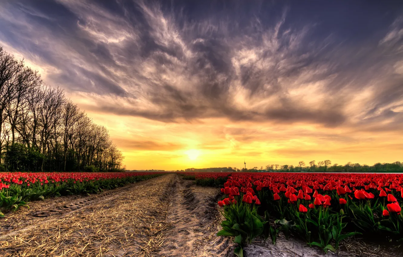 Photo wallpaper field, sunset, tulips