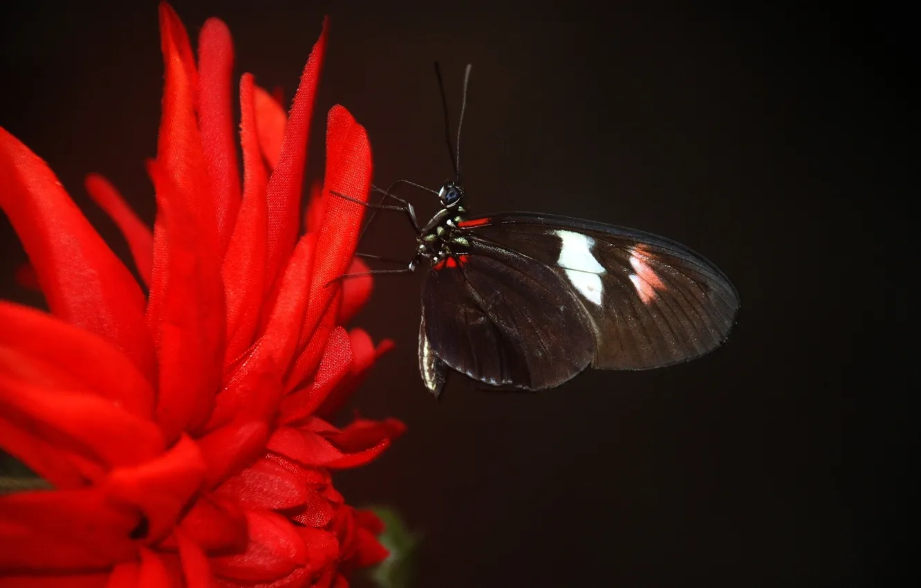 Photo wallpaper flowers, macro, butterfly, wings, beautiful, closeup